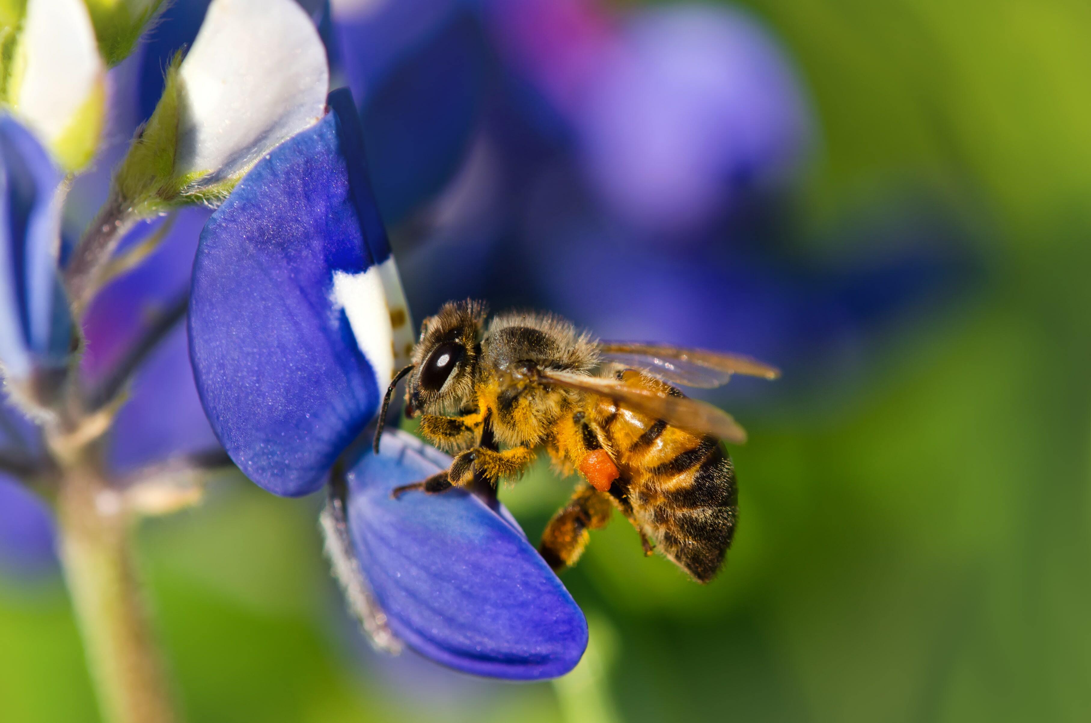 Wisconsin free shipping beginning beginner beekeeping supplies bees for sale in Wisconsin 305 x 296 | Wisconsin beginning beekeeping supplies | free shipping Wisconsin honey bee supplies for sale