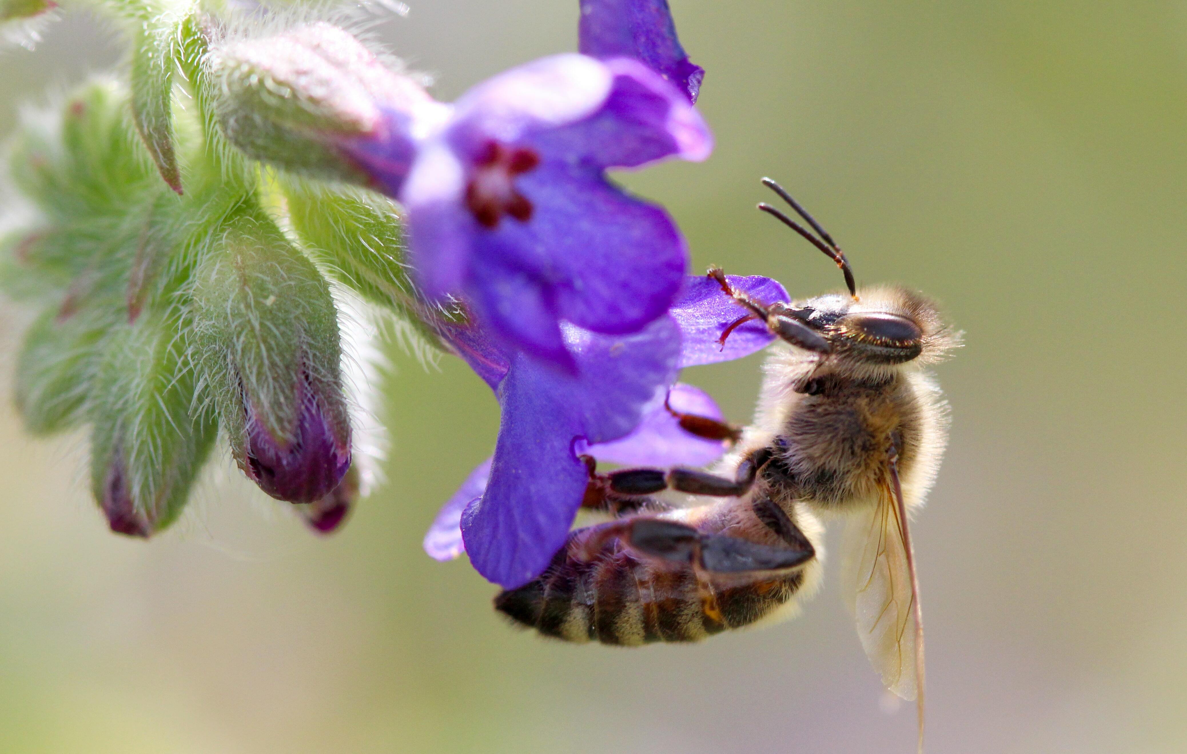 Wyoming free shipping beginning beginner beekeeping supplies bees for sale in Wyoming 305 x 296 | Wyoming beginning beekeeping supplies | free shipping Wyoming honey bee supplies for sale