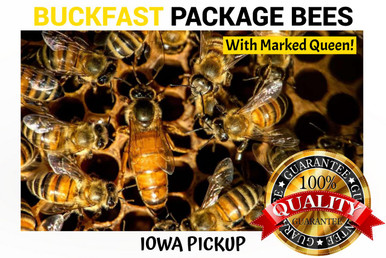 3 lb Package 2027 Buckfast Honey Bees For Sale Midwest | Lappe's