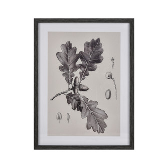 Oak Botanic Framed Wall Art in Black (45|S0056-10636)
