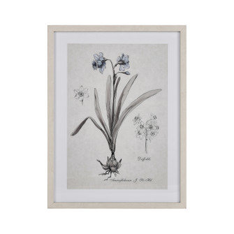 Daffodil Botanic Framed Wall Art in Cream (45|S0056-10634)