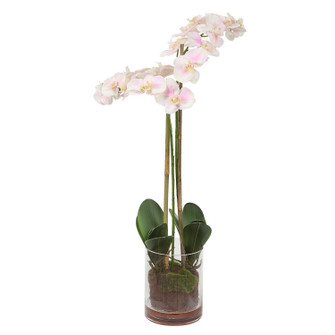 Blush Orchid Orchid in Light Pink And White (52|60196)
