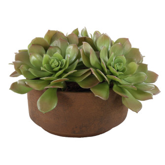 Sable Succulent Accent In Pot in Natural Terracotta (52|60267)
