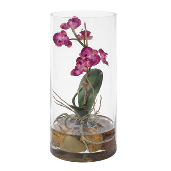 Mariposa Orchid in Natural (52|60279)