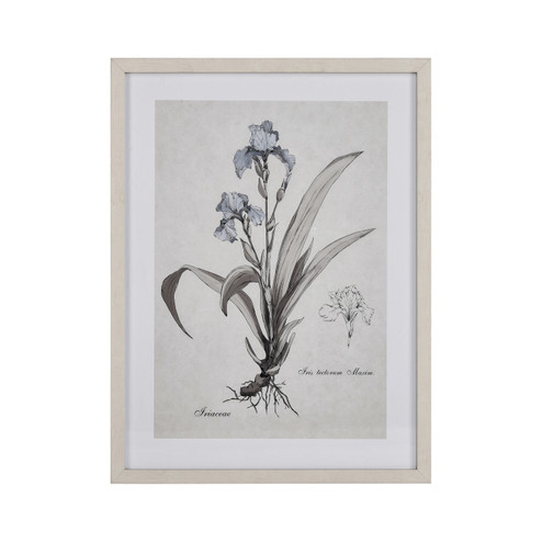 Iris Botanic Framed Wall Art in Cream (45|S0056-10633)