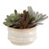 Mesa Succulent Succulent Accent in Textured Tan (52|60209)