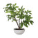 Pachira Money Tree in Glossy White (52|60225)