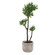 Arbor Strawberry Tree in Aged Ivory (52|60266)