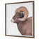 Big Horn Framed Print (52|32546)