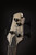 Cort A4ULTRAENB Artisan Series A4 Ultra Ash Bass Guitar. Etched Natural Black