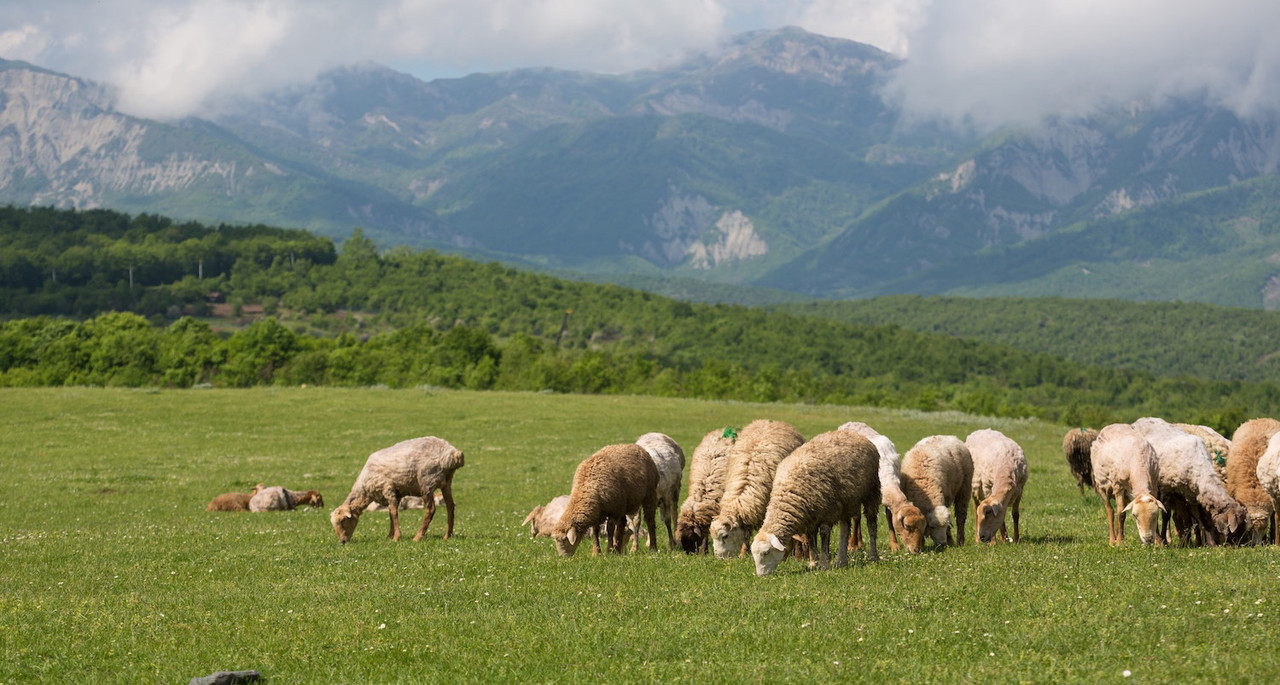 Merino Wool Comforterst & Duvets