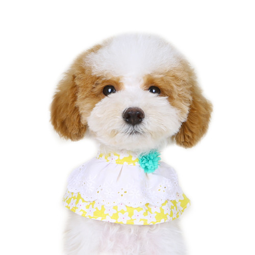 Blooming Cape (yellow)