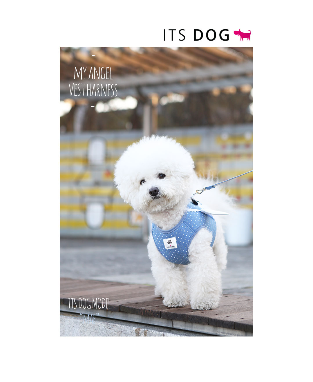 160315-my-angel-vest-harness-blue-fox-04.jpg