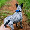 Nite Ize RadDog All-In-One Collar + Leash detail Thumbnail Image