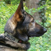 United States Tactical Quick Release Buckle K9 Collar  UST-K9C0010  Thumbnail Image