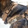 United States Tactical Quick Release Buckle K9 Collar  UST-K9C0010  Thumbnail Image