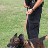 United States Tactical K9 Hip Lead  UST-K9L00201  Thumbnail Image
