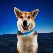 Nite Ize NiteDog Rechargeable LED Collar  NDCR  Thumbnail Image