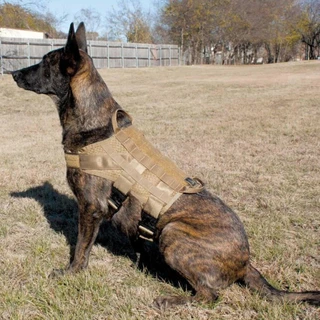 Dog Gear