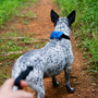 Nite Ize RadDog All-In-One Collar + Leash detail