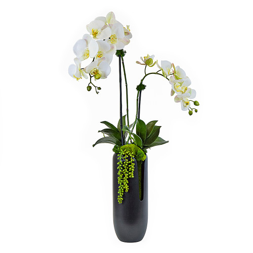 Orchid / moss / cascade