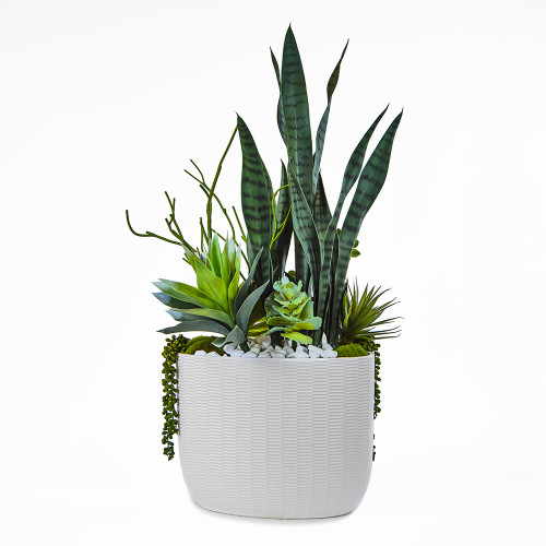 Snake plant/pencil cactus