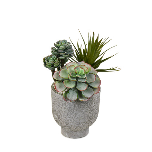 Succulents on rocks IV