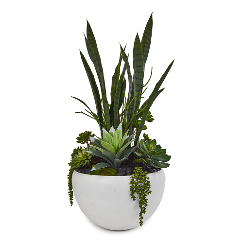 Sansevieria with pencil cactus