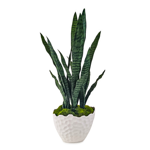 Whipple Yucca and moss