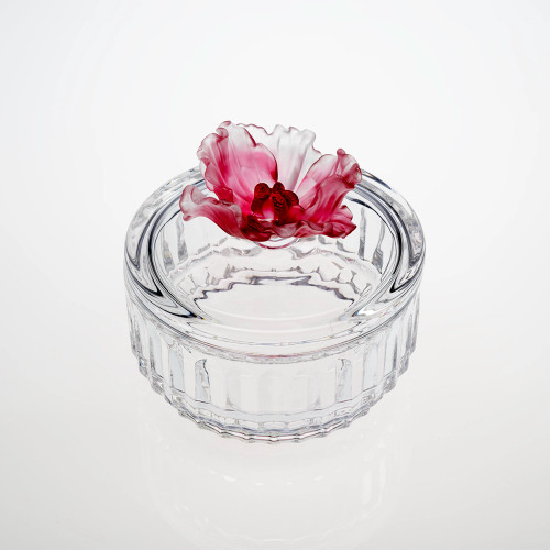 Camellia pate de vere- pink