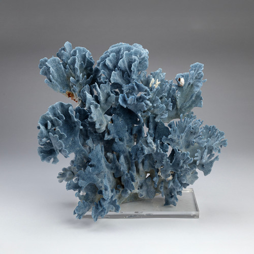 Blue Coral XXII Creation