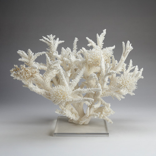 Branch Coral V
