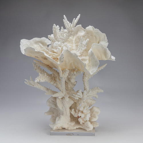 Rogosa Coral  IV 26087