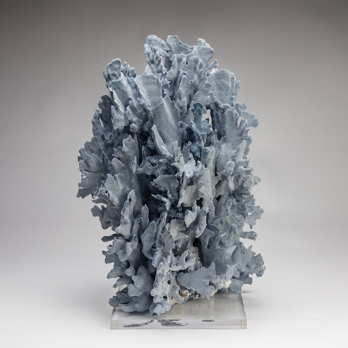 Blue Coral XXV