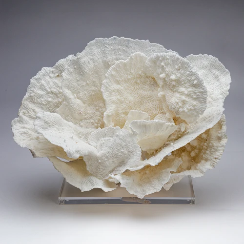 Merulina Coral Creation XV