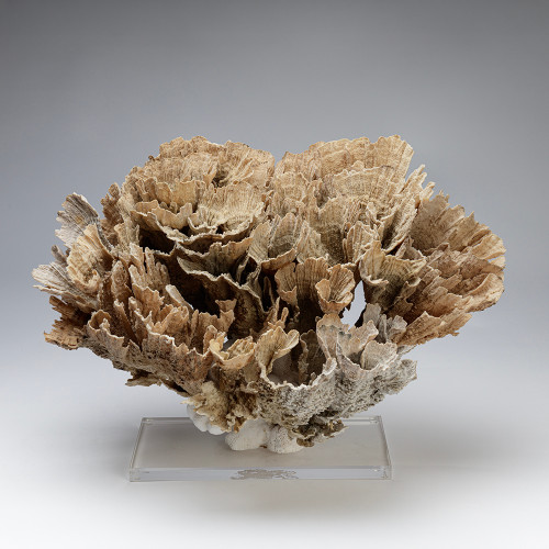 Poca Coral Creation XII