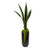 Sansevieria with moss
