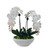 Orchid x2 with moss