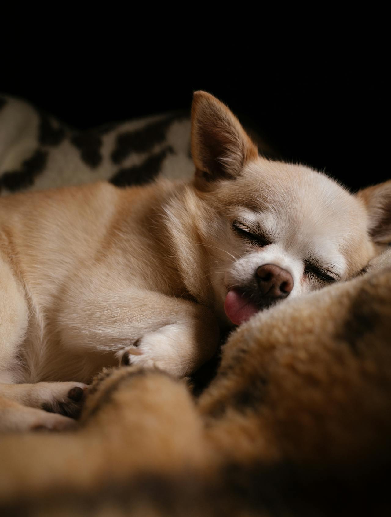 Is Your Dog'S Vetmedin Treatment Safe?  Discover The Facts - yzg2a9u