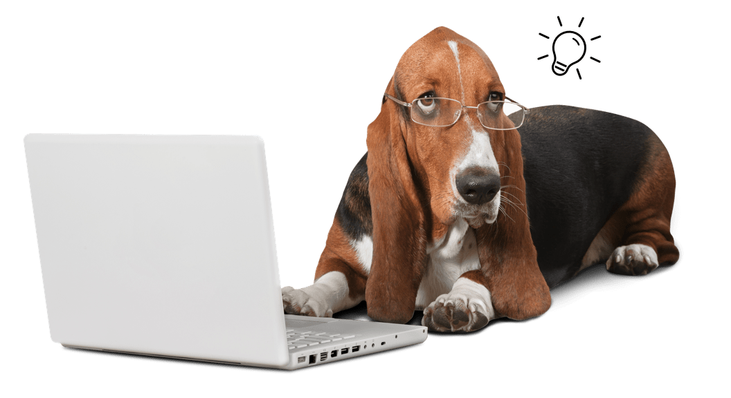 Dog with laptop