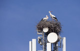 ​What happened in Holland last fall when they were testing a 5G tower? 