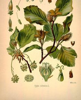 Slippery Elm as an herbal supplement