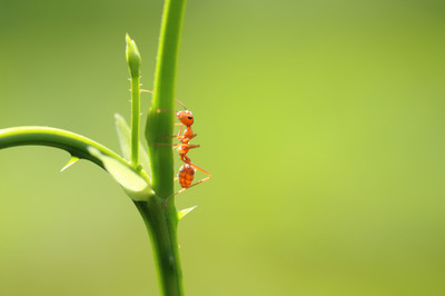 How to Use Nature to Control Ants