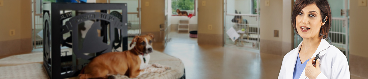 Boarding Kennel Radios