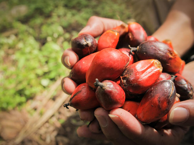 The Importance of Sustainable Palm Oil