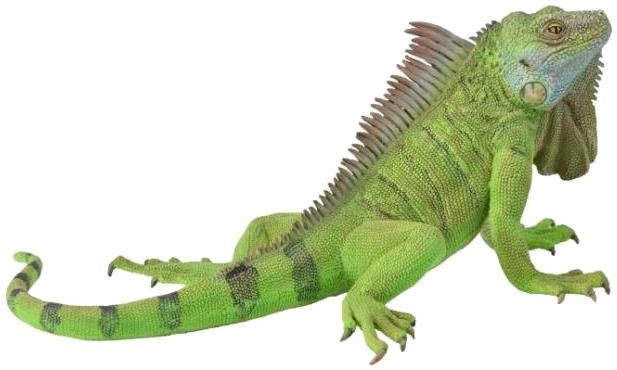 CollectA Lizards - Iguana #88965 - Beautiful Green Coloring