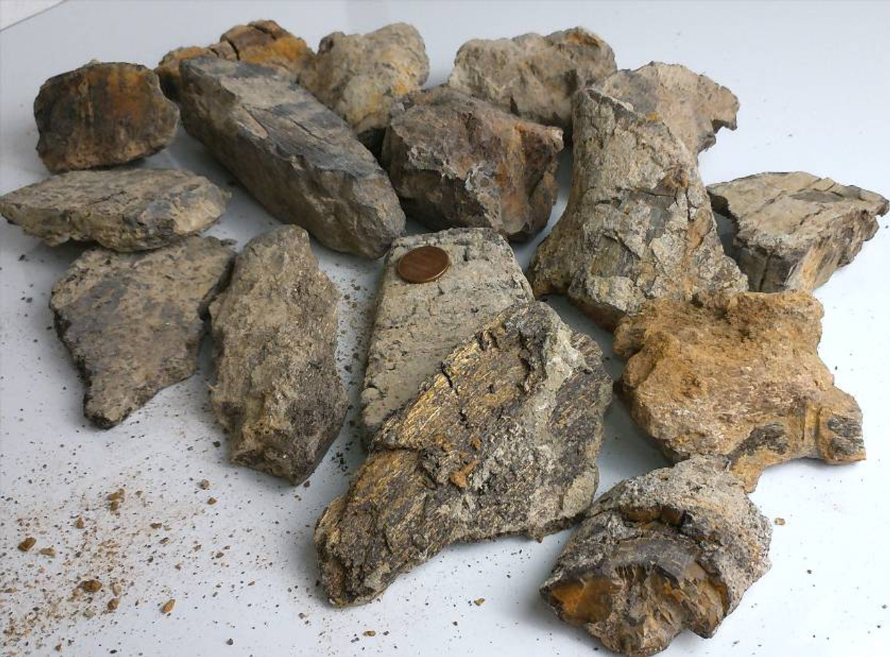 Friday mystery object #447 answer | Zygoma