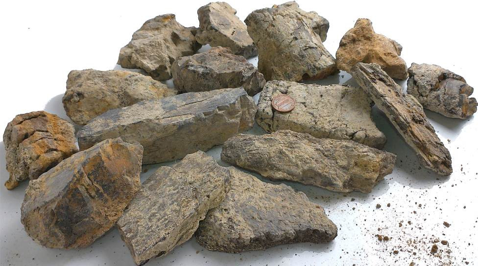 Prehistoric Fossil - Fossilized Camarasaurus Bone Fragment