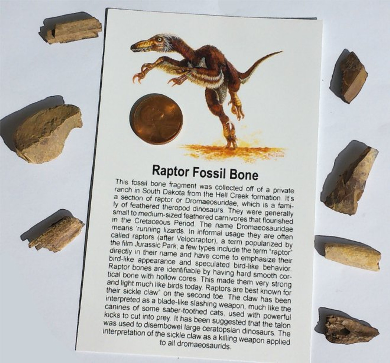 raptor fossils