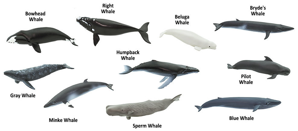Safari Ltd. - Whales Toob #100072 - 10 Minature Whales